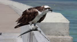 Big Osprey raptor eating fresh fish for dinner ocean side in Key West