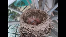 Happy Robin Celebrates Mothers Day by keeping busy out looking for food for her newly hatched  5 baby Robin Chicks