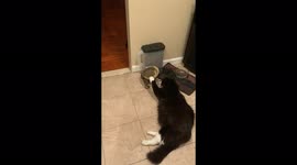 Lazy Cat shakes his head No when asked if he can eat like a normal cat!