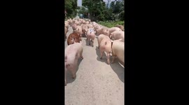 Interesting moment when Dozens of pigs were led by their owners on the streets in Vietnam