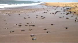 Tens of thousands of turtle hatchlings crawl to freedom during mass hatching in India