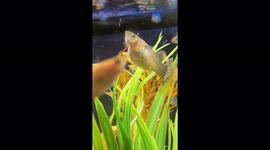 Live Bearing Guppy Fish Gives Birth to her baby fry in a home aquarium