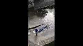 Rescuers free small whale stranded in River Thames