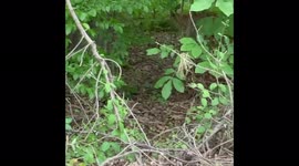 Deer out side of my apartment when I was walking Gnocchi here in North Carolina