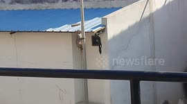 A Monkey whenever it climbs the pole shakes the pole hard so that it makes a noise like drums in South India.