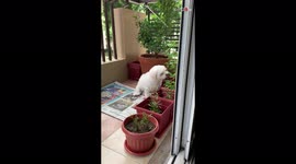 'Maltese's Priceless Reaction to Getting Caught While Sniffing a Basil Plant'