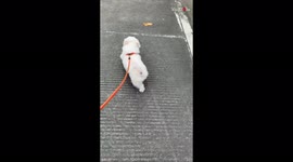 'Joyful Dog Skips Down the Path during his Afternoon Walk'