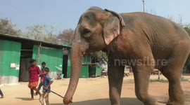 Young boy takes elephant he tamed for a walk in southern India