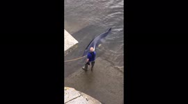 UK: Whale Stranded Under Bridge In Richmond Lock 4