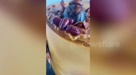 Hyper-realistic cake has giant COCKROACHES 'crawling' on the sides