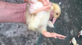 The strange duck has FOUR legs in Vietnam
