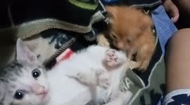 Little Kitten kicking her Little Sister , so Baby ❤️ She Don't know what She doing