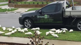 Hundreds of noisy white parrots invade a road in Australia