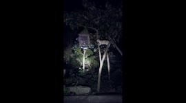 Cat was discovered standing like a statue in a tree to stalk the bird in the cage