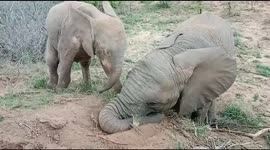Sweet orphaned baby elephants playing together after being rescued and joining a new herd