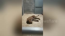 Hunting dogs used to locate leopard that had escaped from zoo in China