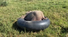 Cute orphaned albino elephant playing with her tube before joining her new herd for the day