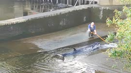 Young whale freed after becoming stranded in River Thames, UK