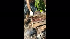 Man harvests honey without using protective gear