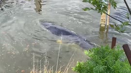 Whale spotted swimming upstream in River Thames day after rescue