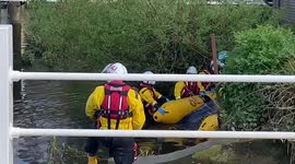 Tragedy on the Thames: Locals angry at treatment of euthanized whale in Teddington
