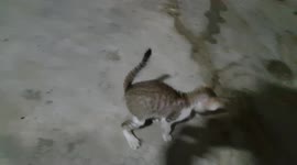 CAT VS TERMITES / CUTE CAT CHASING A FLYING TERMITES IN INDIA