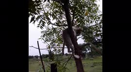 CAT CLIMBING A TREE / SMALL WHITE & BLACK  CUTE CAT CLIMBING A TREE