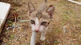 CUTE CAT PLAYING AT GARDEN / SMALL BEAUTIFUL CUTE CAT PLAYING IN GARDEN