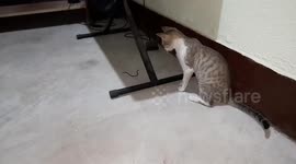 CAT VS BRAHMINY BLIND SNAKE / HOUSE PET CAT VS  BRAHMINY BLIND SNAKE
