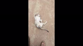 CAT PLAY ON FLOOR / NICE BLACK WHITE CAT PLAY ON FLOOR IN ODISHA