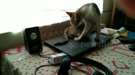CUTE CAT SITTING ON LAPTOP / CAT SITTING ON LAPTOP AND CLINGING OWN BODY