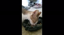 CUTE CAT EATING FISH / CUTE MULTI COLOR CAT EATING SMALL FISH