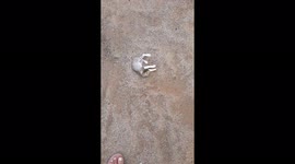 SMALL CUTE CAT PLAYING ON SAND / FUNNY SMALL CAT PLAYING WITH SAND