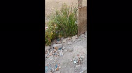 KING COBRA SNAKE FACTS / UNIQUE SNAKE FACTS / SNAKE STATUE IN THE GARDEN