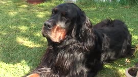 Gordon Setter Dog Breed, enjoying some sunshine on the Endangered List