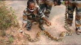 Huge 12-foot python found lurking in tea plantation in southern India