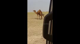 A one day old calf. Unexpected one day old camel baby drinking milk from his mother.