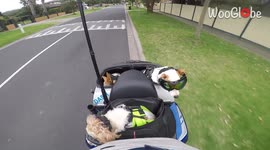 'Speed Bumps during 300K Ride Wake Up Cute Dogs'