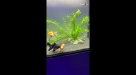'Greasby Boy's Effective Way of Dealing with Overly Excited & Aggressive Goldfish'