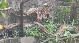 Python snake stuck in a wire fence at a resident's house in north jakarta, indonesia