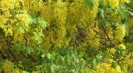 One minute of Thailand's Doi Suthep-Pui National Park in Chiangmai Province