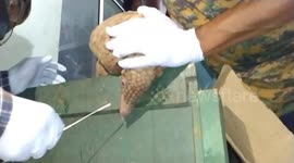 Pangolin forced to take COVID test after it was recovered from smuggler's house