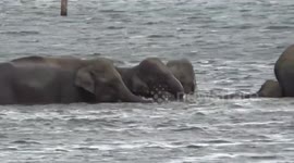 Herd of elephants playfully engage with one another while bathing in Sri Lanka