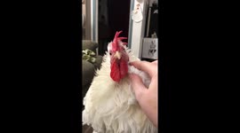 This rooster sits patiently as he receives skincare treatment from owner