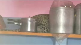 Pots, pans, leopard?! Big cat found on kitchen shelf in India is rescued and released