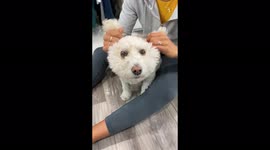 Fluffy rescue doggy just LOVES his ear massages