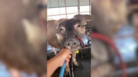 Adorable thirsty buffalo enjoys drinking water from hose pipe