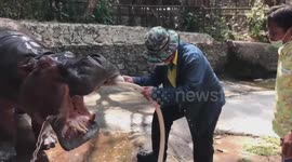 Ageing hippo, 55, enjoys having her teeth cleaned and mouth washed