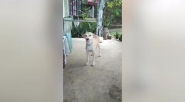 All smiles! Giddy dog welcomes guests with ear-to-ear grin