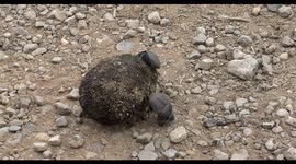Beetles juiced! Powerful pair of insects roll ball so female could lay eggs